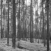 keumaignlozh
