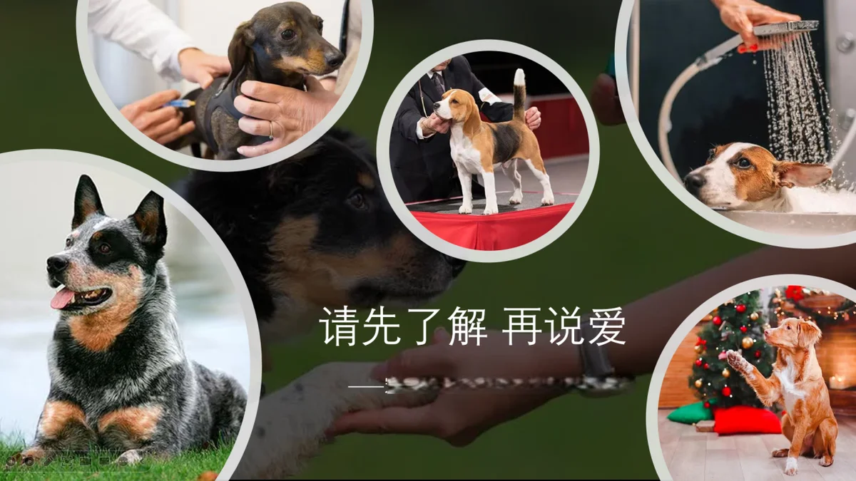 马来西亚养宠指南：留学生与宠物相处之道