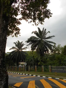 在大马留学一个月，我的改变比过去一年还大