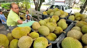 非法种榴莲获利洗钱？马来西亚4名农民被控，涉案超56万令吉