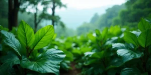 Pontian municipal officer pleads not guilty to cheating charges involving RM62,760 over building app