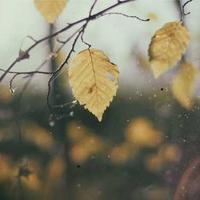 mlliz34j5coe111